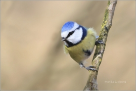 <p>SÝKORA MODŘINKA (Cyanistes caeruleus) /Eurasian blue tit - Blaumeise/</p>